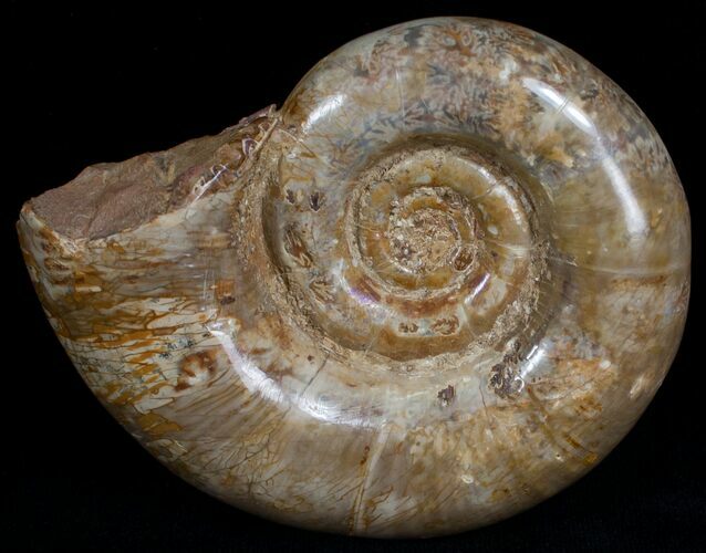 Smooth Shelled Ammonite Madagascar - #6473